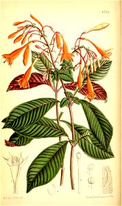Fuchsia triphylla