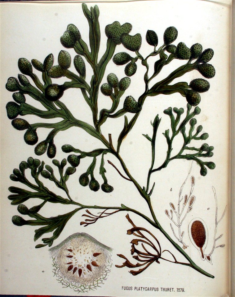 Fucus platycarpus — Flora Batava — Volume v16