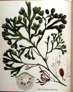 Fucus platycarpus — Flora Batava — Volume v16. Free illustration for personal and commercial use.