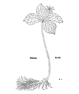 Fuchs Dolwurz 1543a