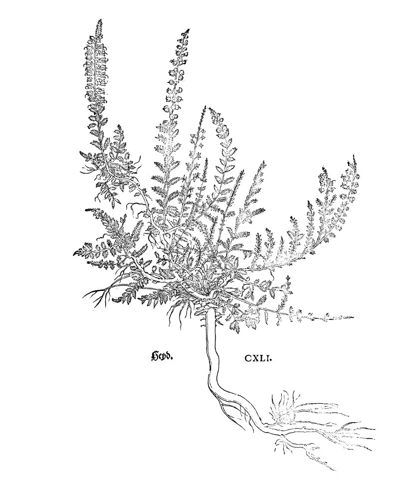 Fuchs 1543 Heyd