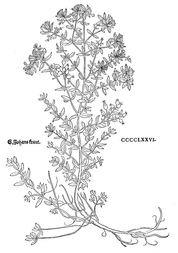 Fuchs S. Johanskraut