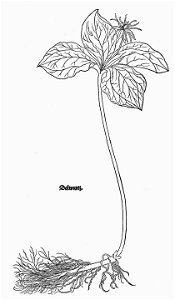 Fuchs Dolwurtz
