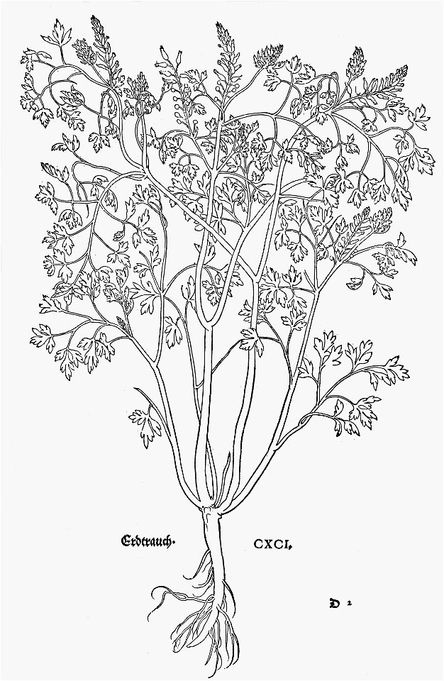 Fuchs Erdtrauch
