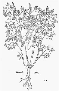 Fuchs Erdtrauch