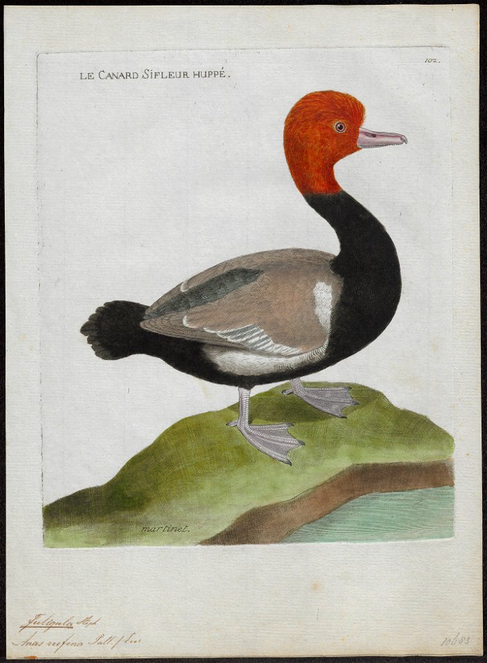 Fuligula rufina - 1790-1796 - Print - Iconographia Zoologica - Special Collections University of Amsterdam - UBA01 IZ17700001