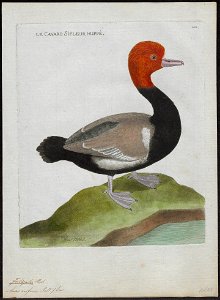Fuligula rufina - 1790-1796 - Print - Iconographia Zoologica - Special Collections University of Amsterdam - UBA01 IZ17700001