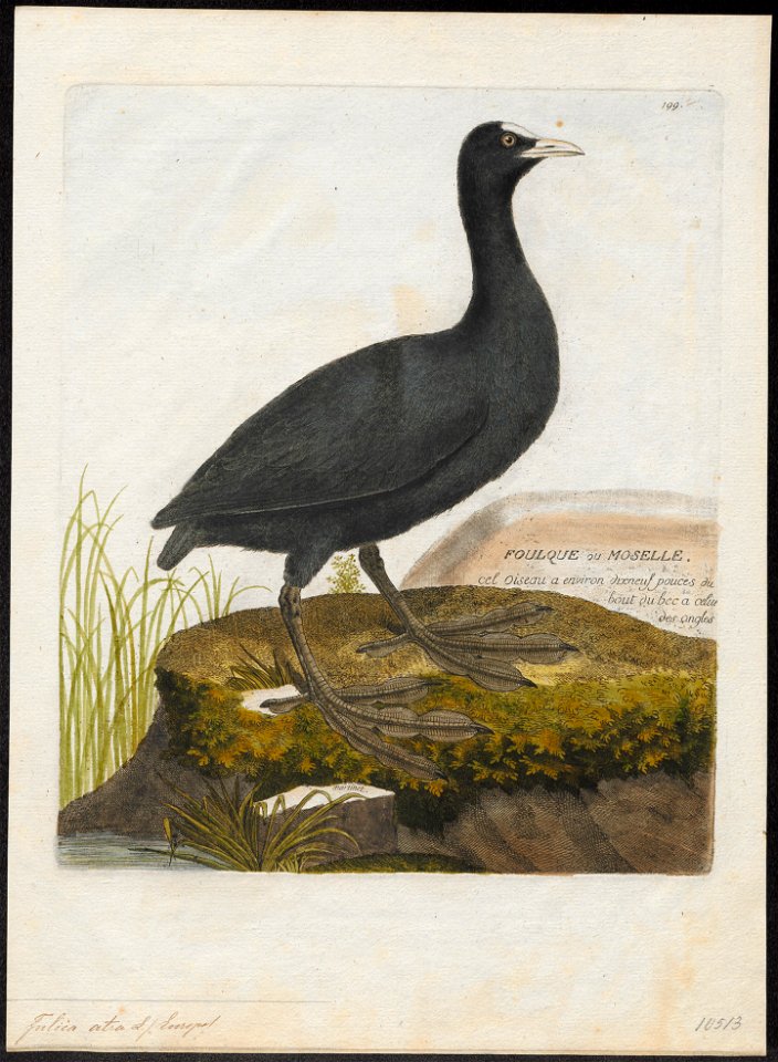 Fulica atra - 1790-1796 - Print - Iconographia Zoologica - Special Collections University of Amsterdam - UBA01 IZ17500219