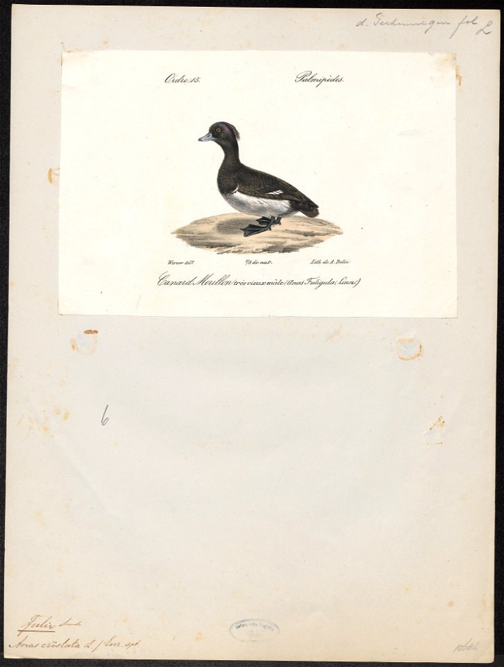 Fulix cristata - 1842-1848 - Print - Iconographia Zoologica - Special Collections University of Amsterdam - UBA01 IZ17700005