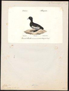 Fulix cristata - 1842-1848 - Print - Iconographia Zoologica - Special Collections University of Amsterdam - UBA01 IZ17700005