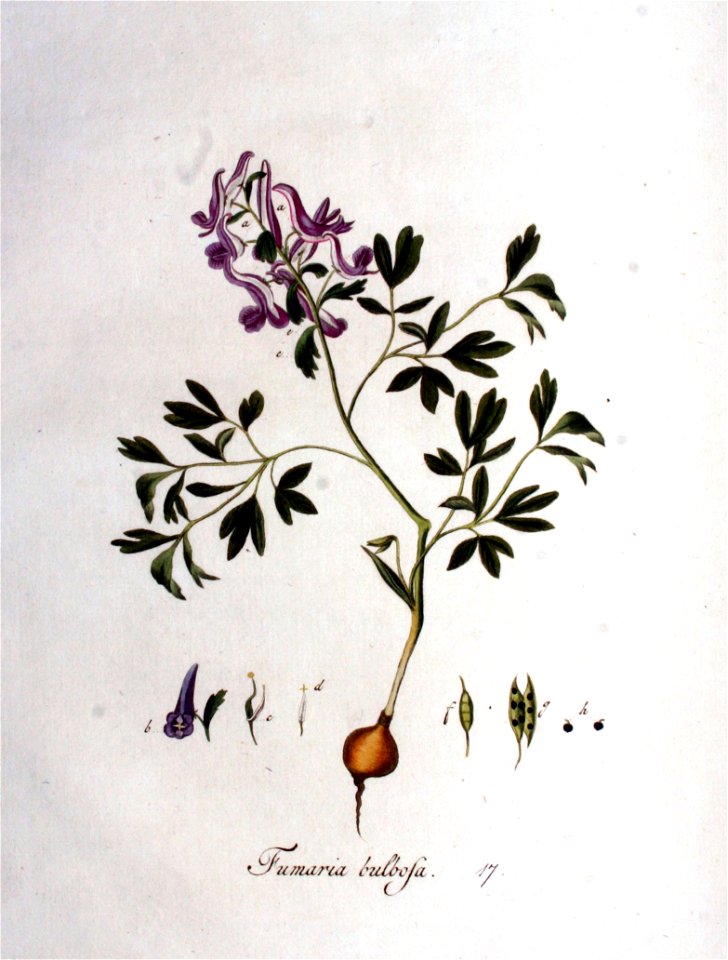 Fumaria bulbosa — Flora Batava — Volume v1