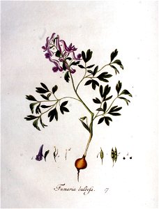 Fumaria bulbosa — Flora Batava — Volume v1