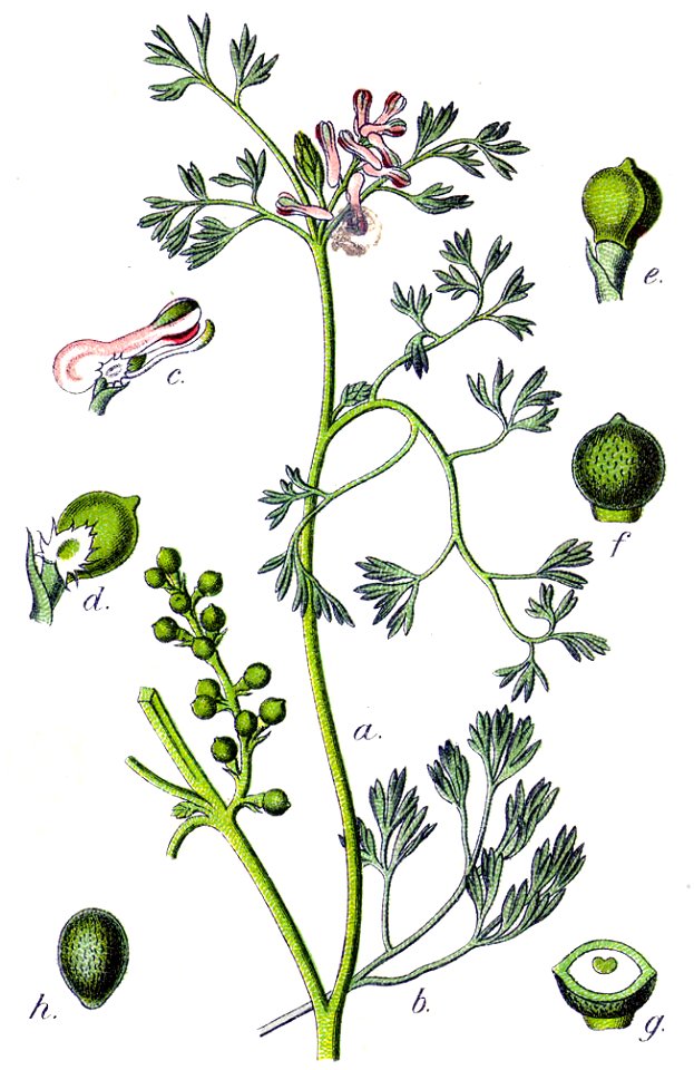 Fumaria parviflora Sturm48