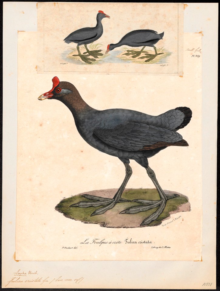 Fulica cristata - 1825-1834 - Print - Iconographia Zoologica - Special Collections University of Amsterdam - UBA01 IZ17500237