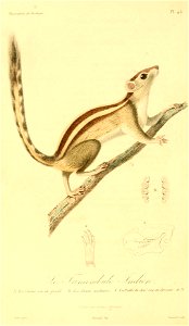 Funambulus palmarum 1831