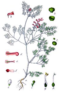 Fumaria officinalis Sturm46
