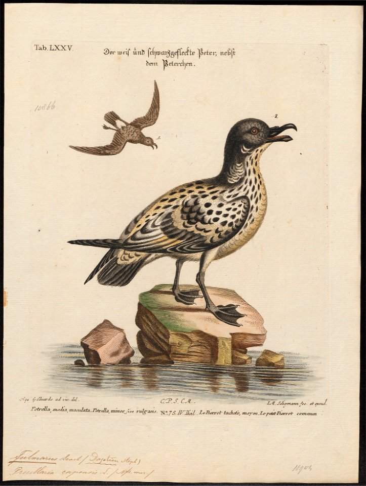 Fulmarus capensis - 1700-1880 - Print - Iconographia Zoologica - Special Collections University of Amsterdam - UBA01 IZ17900112