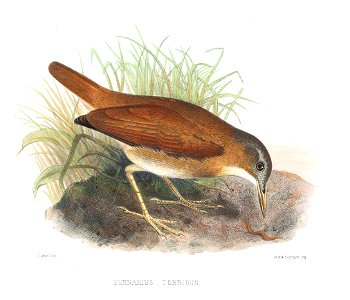 FurnariusTorridus2Smit