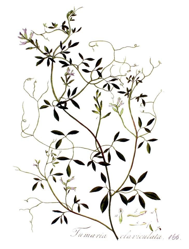Fumaria claviculata — Flora Batava — Volume v3