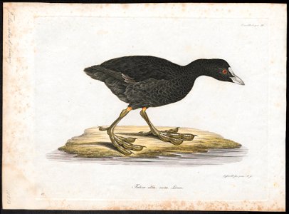 Fulica atra - 1800-1812 - Print - Iconographia Zoologica - Special Collections University of Amsterdam - UBA01 IZ17500225. Free illustration for personal and commercial use.