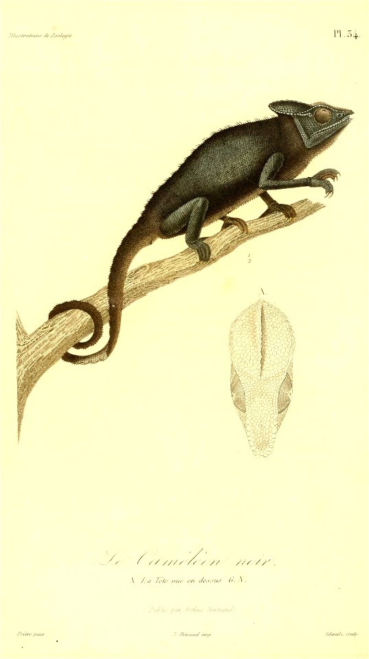 Furcifer pardalis 1831