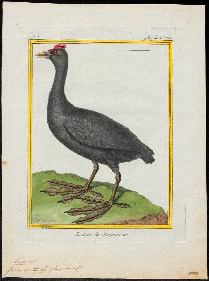 Fulica cristata - 1700-1880 - Print - Iconographia Zoologica - Special Collections University of Amsterdam - UBA01 IZ17500235