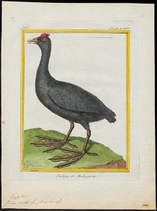Fulica cristata - 1700-1880 - Print - Iconographia Zoologica - Special Collections University of Amsterdam - UBA01 IZ17500235. Free illustration for personal and commercial use.