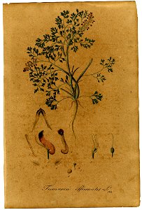 Fumaria officinalis Mann