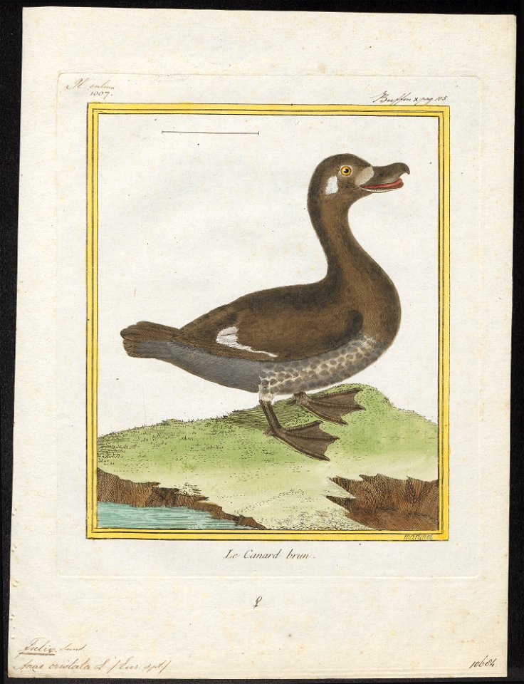 Fulix cristata - 1700-1880 - Print - Iconographia Zoologica - Special Collections University of Amsterdam - UBA01 IZ17700007