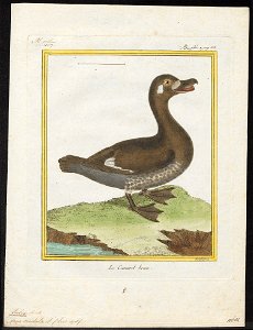 Fulix cristata - 1700-1880 - Print - Iconographia Zoologica - Special Collections University of Amsterdam - UBA01 IZ17700007