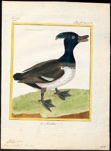 Fulix cristata - 1700-1880 - Print - Iconographia Zoologica - Special Collections University of Amsterdam - UBA01 IZ17700009