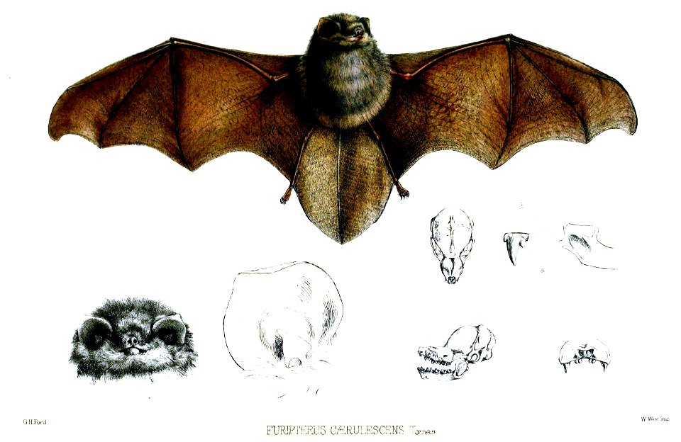 FuripterusCaerulescensFord