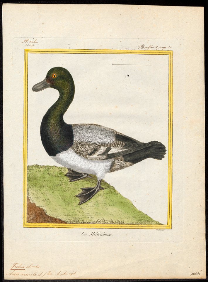Fulix marila - 1700-1880 - Print - Iconographia Zoologica - Special Collections University of Amsterdam - UBA01 IZ17700013