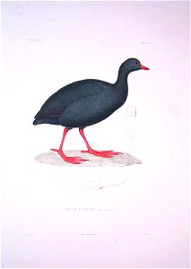 Fulica gigantea - Bonite-oiseaux-pl08