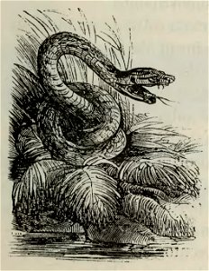 Fábulas de Samaniego (1882) (page 39 crop)