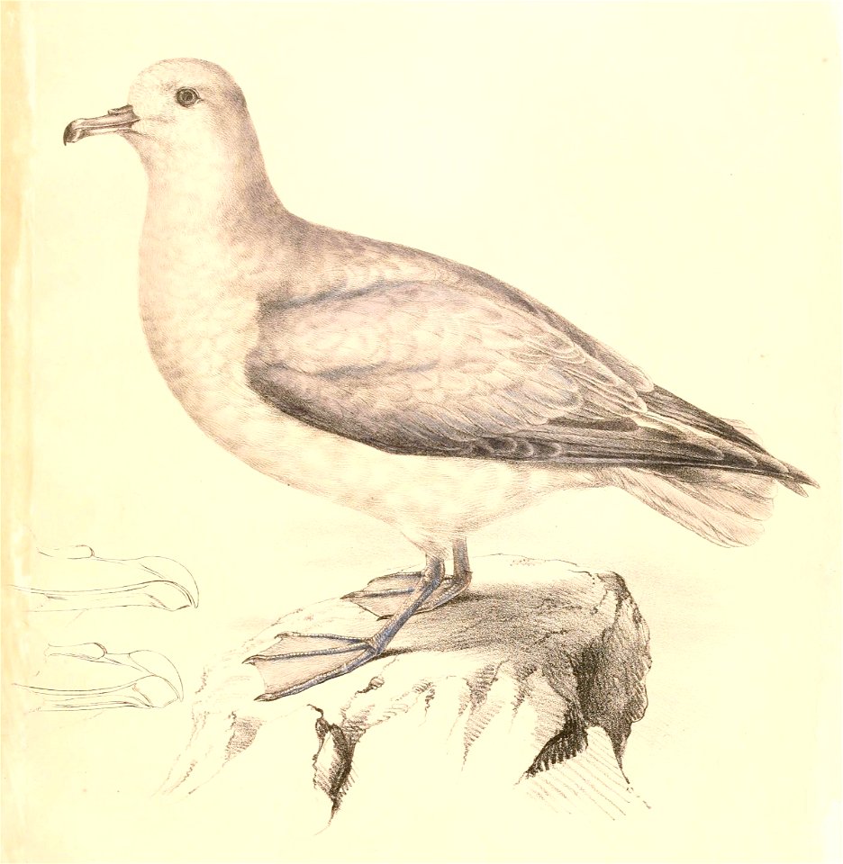 Fulmarus glacialoides 1838