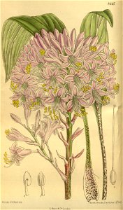 Funkia lancifolia tardiflora 142-8645