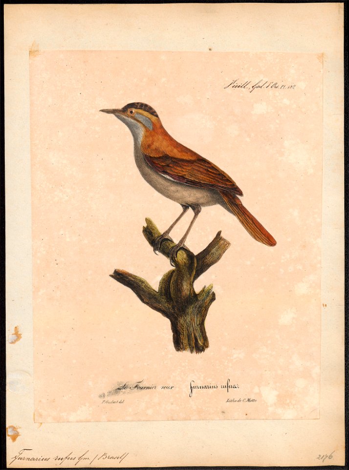 Furnarius rufus - 1825-1834 - Print - Iconographia Zoologica - Special Collections University of Amsterdam - UBA01 IZ19200107