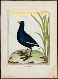 Fulica atra - 1700-1880 - Print - Iconographia Zoologica - Special Collections University of Amsterdam - UBA01 IZ17500217. Free illustration for personal and commercial use.