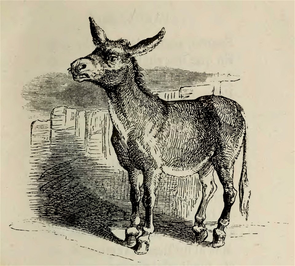 Fábulas de Samaniego (1882) (page 7 crop)