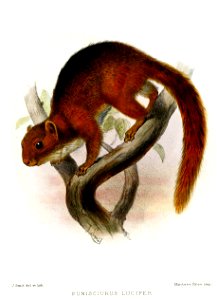 FunisciurusLuciferSmit
