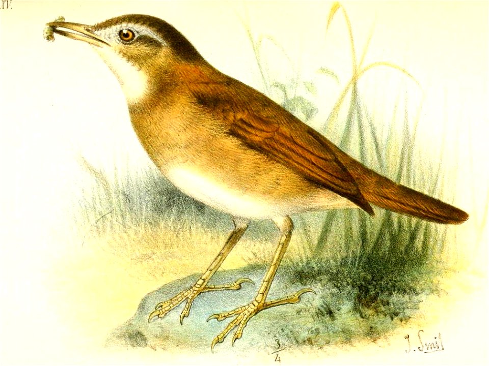 Furnarius torridus