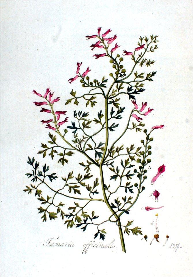 Fumaria officinalis — Flora Batava — Volume v2