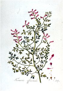 Fumaria officinalis — Flora Batava — Volume v2