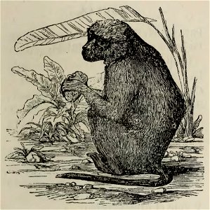 Fábulas de Samaniego (1882) (page 119 crop)