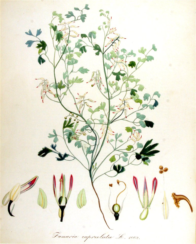 Fumaria capreolata — Flora Batava — Volume v14