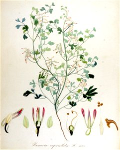 Fumaria capreolata — Flora Batava — Volume v14