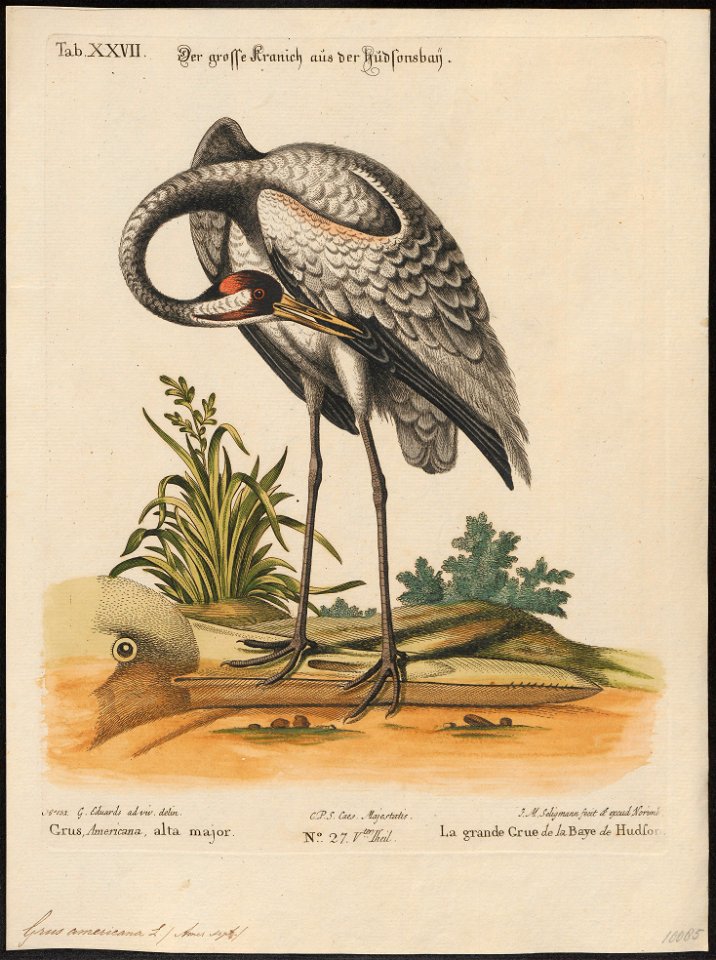 Grus americana - 1700-1880 - Print - Iconographia Zoologica - Special Collections University of Amsterdam - UBA01 IZ17300099