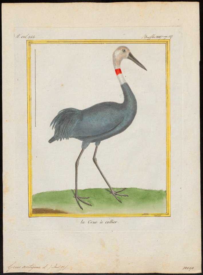 Grus antigone - 1700-1880 - Print - Iconographia Zoologica - Special Collections University of Amsterdam - UBA01 IZ17300113