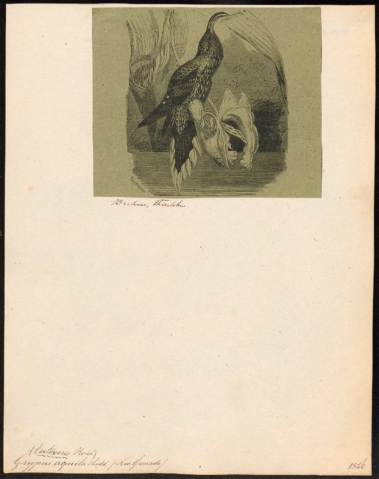 Grypus aquila - 1700-1880 - Print - Iconographia Zoologica - Special Collections University of Amsterdam - UBA01 IZ19100013